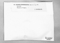 Melaspilea enteroleuca image